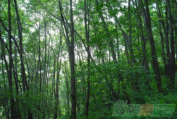 林場(chǎng)樹(shù)木吸收二氧化碳的能力能賣錢(qián)
