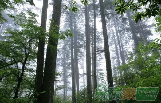 林業(yè)碳匯交易的主要誤區(qū)和關(guān)鍵問(wèn)題分析