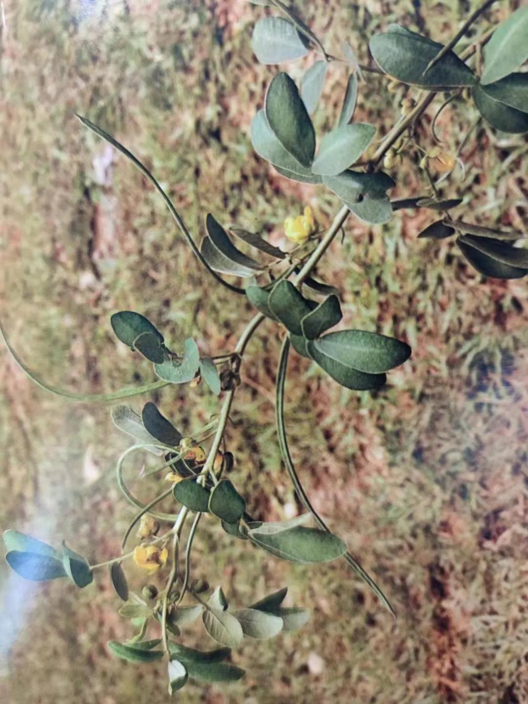 清肝明目、潤腸通便、降壓降膽固醇——決明子