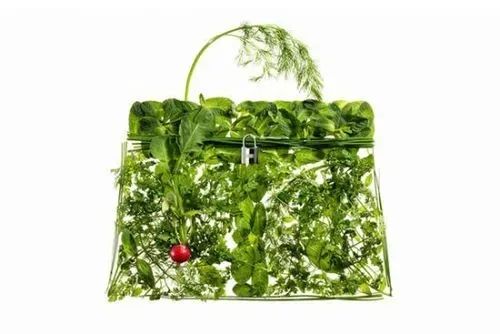 蔬菜界的“愛馬仕”會中毒致癌？